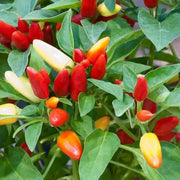 PRAIRIE FIRE ,Hot Pepper Seeds , ,Capsicum annuum, ornamental - Caribbean garden seed