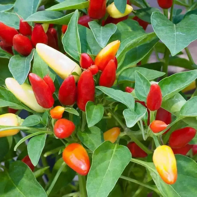 PRAIRIE FIRE ,Hot Pepper Seeds , ,Capsicum annuum, ornamental - Caribbean garden seed