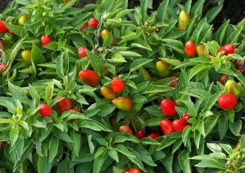 PRAIRIE FIRE ,Hot Pepper Seeds , ,Capsicum annuum, ornamental - Caribbean garden seed