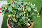 PRAIRIE FIRE ,Hot Pepper Seeds , ,Capsicum annuum, ornamental - Caribbean garden seed