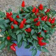 PRAIRIE FIRE ,Hot Pepper Seeds , ,Capsicum annuum, ornamental - Caribbean garden seed
