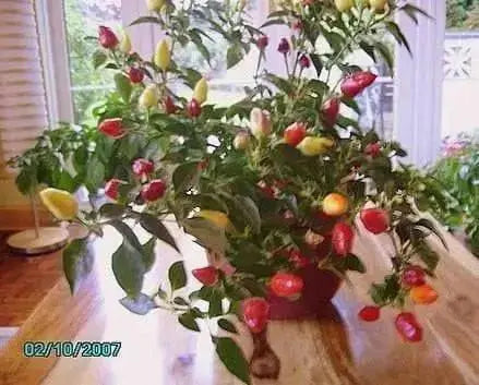 PRAIRIE FIRE ,Hot Pepper Seeds , ,Capsicum annuum, ornamental - Caribbean garden seed