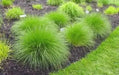 Prairie Dropseed (Sporobolus heterolepis) Ornamental Grass Seeds, Perennial - Caribbean garden seed