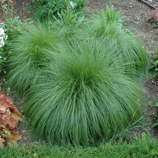 Prairie Dropseed (Sporobolus heterolepis) Ornamental Grass Seeds, Perennial - Caribbean garden seed