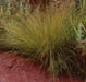 Prairie Dropseed (Sporobolus heterolepis) Ornamental Grass Seeds, Perennial - Caribbean garden seed