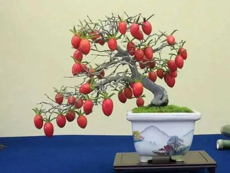 PRINCESS PERSIMMON SEEDS, FRUIT TREE - Caribbean garden seed