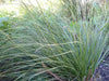 Prairie Dropseed (Sporobolus heterolepis) Ornamental Grass Seeds, Perennial - Caribbean garden seed
