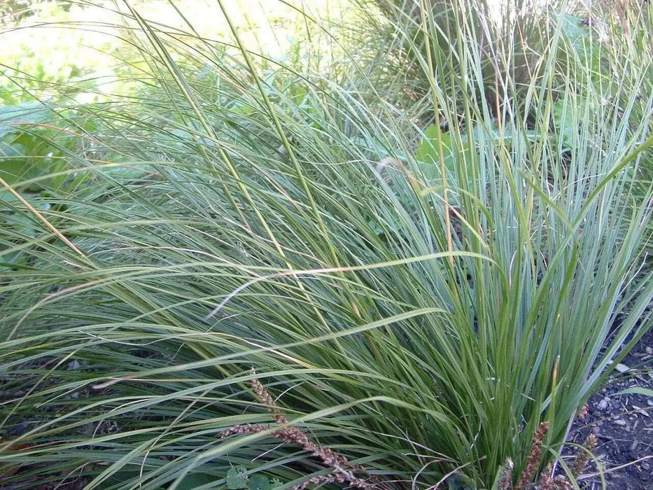 Prairie Dropseed (Sporobolus heterolepis) Ornamental Grass Seeds, Perennial - Caribbean garden seed