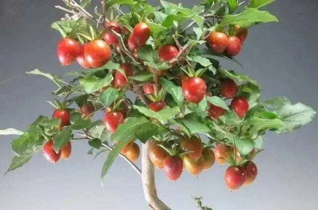 PRINCESS PERSIMMON SEEDS, FRUIT TREE - Caribbean garden seed