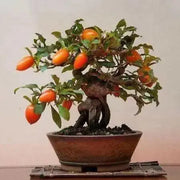 PRINCESS PERSIMMON SEEDS, FRUIT TREE - Caribbean garden seed