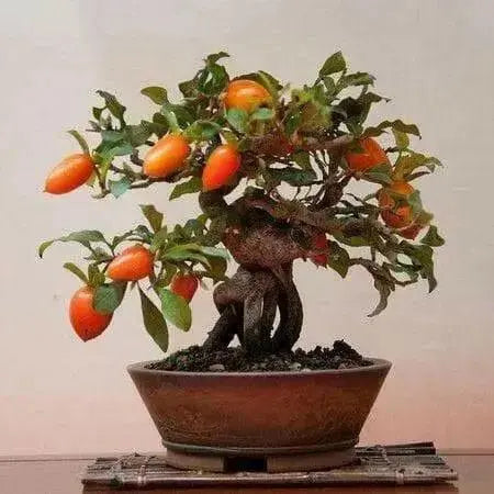 PRINCESS PERSIMMON SEEDS, FRUIT TREE - Caribbean garden seed