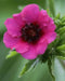 Potentilla nepalensis Seeds 'Miss Willmott', Cinquefoil, ground cover, Perennial Flowers. - Caribbean garden seed