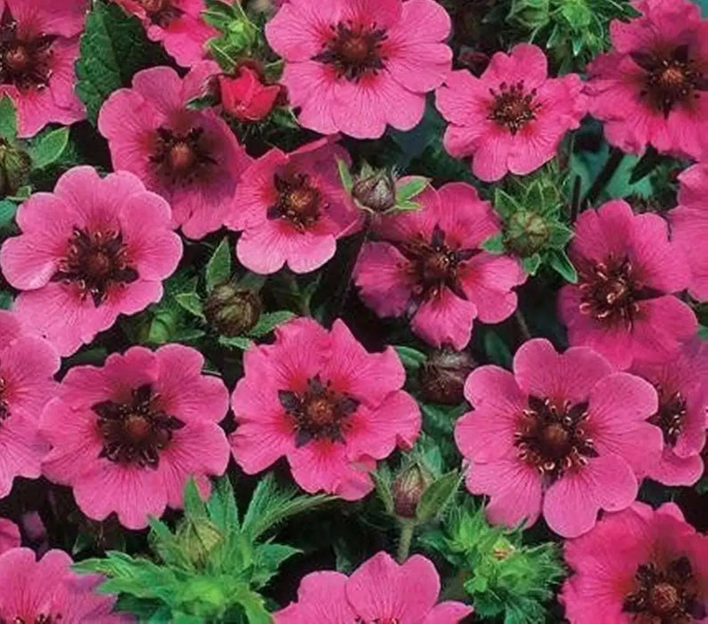 Potentilla nepalensis Seeds 'Miss Willmott', Cinquefoil, ground cover, Perennial Flowers. - Caribbean garden seed