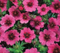 Potentilla nepalensis Seeds 'Miss Willmott', Cinquefoil, ground cover, Perennial Flowers. - Caribbean garden seed