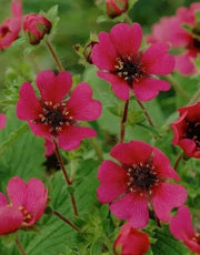 Potentilla nepalensis Seeds 'Miss Willmott', Cinquefoil, ground cover, Perennial Flowers. - Caribbean garden seed