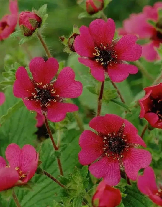 Potentilla nepalensis Seeds 'Miss Willmott', Cinquefoil, ground cover, Perennial Flowers. - Caribbean garden seed