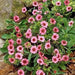 Potentilla nepalensis Seeds 'Miss Willmott', Cinquefoil, ground cover, Perennial Flowers. - Caribbean garden seed