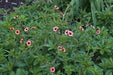 Potentilla nepalensis Seeds 'Miss Willmott', Cinquefoil, ground cover, Perennial Flowers. - Caribbean garden seed