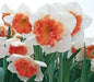Precocious Daffodil Bulb- Fall Planting - Caribbean garden seed