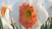 Precocious Daffodil Bulb- Fall Planting - Caribbean garden seed