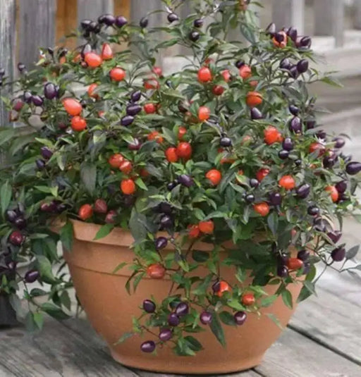Pretty In Purple Pepper Seeds~ EDIBLE/ORNAMENTAL, Capsicum annum - Caribbean garden seed
