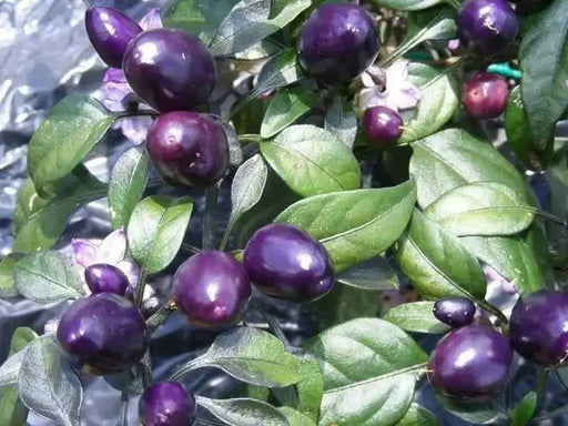 Pretty In Purple Pepper Seeds~ EDIBLE/ORNAMENTAL, Capsicum annum - Caribbean garden seed