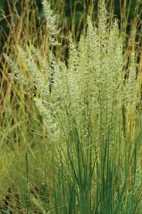 Prairie Junegrass (Koeleria macrantha) Cool Season ,Native Grass Seed - Caribbean garden seed