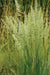 Prairie Junegrass (Koeleria macrantha) Cool Season ,Native Grass Seed - Caribbean garden seed