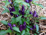 Pretty In Purple Pepper Seeds~ EDIBLE/ORNAMENTAL, Capsicum annum - Caribbean garden seed