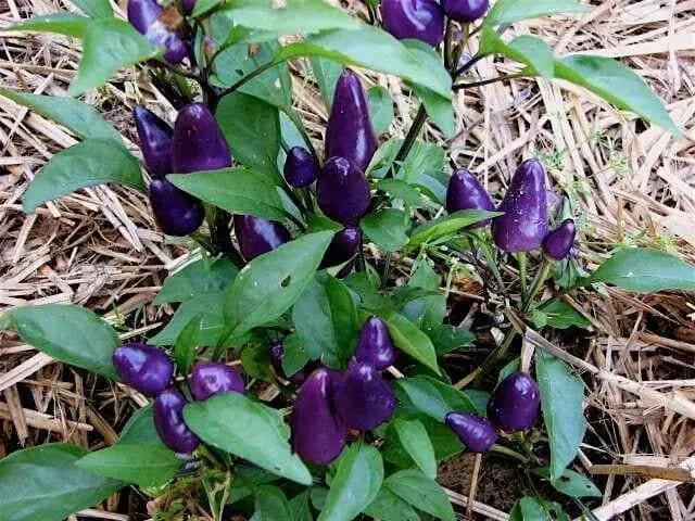 Pretty In Purple Pepper Seeds~ EDIBLE/ORNAMENTAL, Capsicum annum - Caribbean garden seed