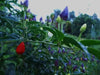 Pretty In Purple Pepper Seeds~ EDIBLE/ORNAMENTAL, Capsicum annum - Caribbean garden seed