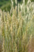 Prairie Junegrass (Koeleria macrantha) Cool Season ,Native Grass Seed - Caribbean garden seed