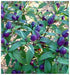 Pretty In Purple Pepper Seeds~ EDIBLE/ORNAMENTAL, Capsicum annum - Caribbean garden seed