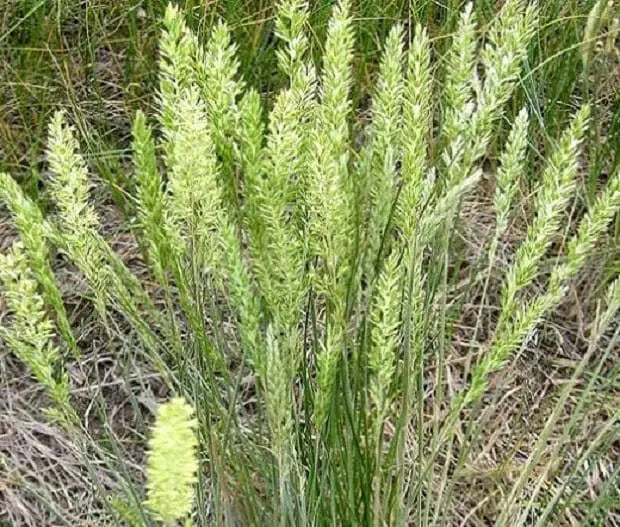 Prairie Junegrass (Koeleria macrantha) Cool Season ,Native Grass Seed - Caribbean garden seed