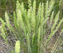Prairie Junegrass (Koeleria macrantha) Cool Season ,Native Grass Seed - Caribbean garden seed