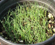Prairie Junegrass (Koeleria macrantha) Cool Season ,Native Grass Seed - Caribbean garden seed
