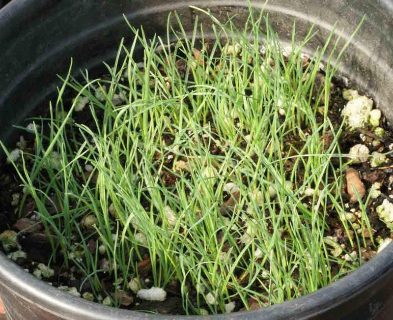 Prairie Junegrass (Koeleria macrantha) Cool Season ,Native Grass Seed - Caribbean garden seed