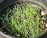 Prairie Junegrass (Koeleria macrantha) Cool Season ,Native Grass Seed - Caribbean garden seed