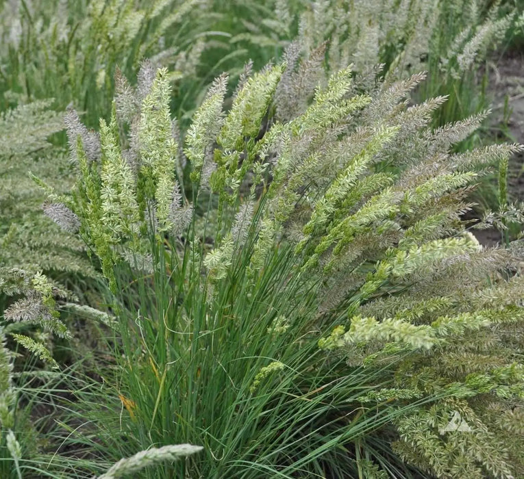 Prairie Junegrass (Koeleria macrantha) Cool Season ,Native Grass Seed - Caribbean garden seed
