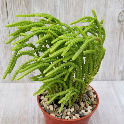 Princess Pine Succulent Plant  (2.5' pot Live plant)  evergreen foliage - Caribbean garden seed