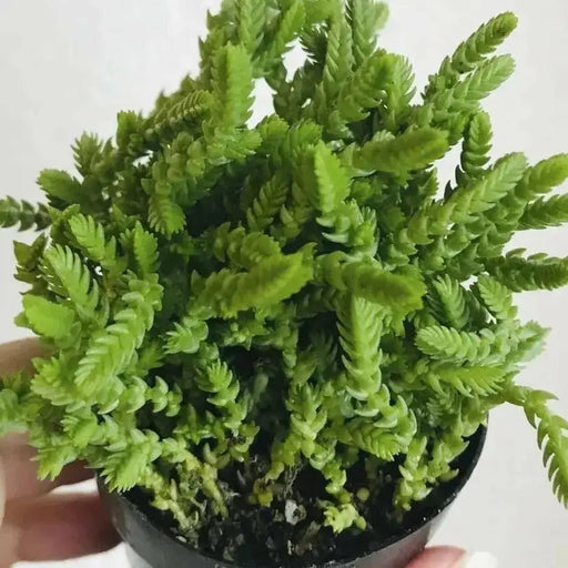 Princess Pine Succulent Plant  (2.5' pot Live plant)  evergreen foliage - Caribbean garden seed
