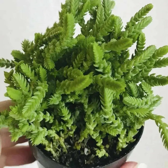 Princess Pine Succulent Plant  (2.5' pot Live plant)  evergreen foliage - Caribbean garden seed