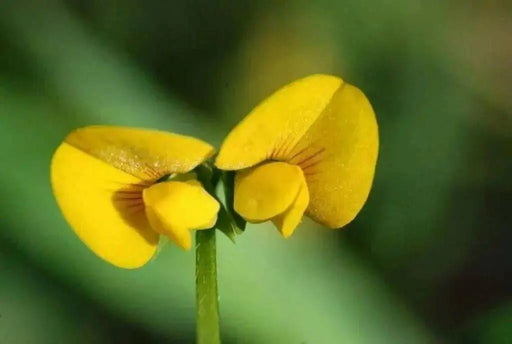 Prickly Caterpillar, Prickly Scorpions Tail , Scorpiurus muricatus, A Very Rare  Europian Legume, Great for kids to grow ! - Caribbean garden seed