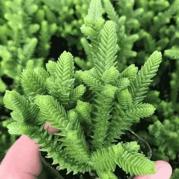 Princess Pine Succulent Plant  (2.5' pot Live plant)  evergreen foliage - Caribbean garden seed