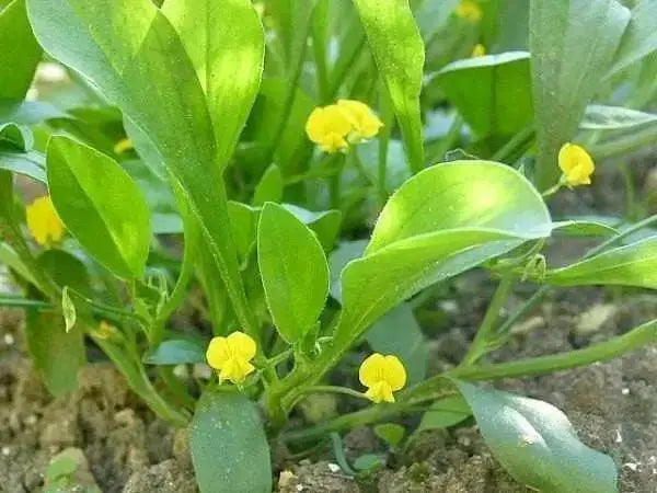 Prickly Caterpillar, Prickly Scorpions Tail , Scorpiurus muricatus, A Very Rare  Europian Legume, Great for kids to grow ! - Caribbean garden seed