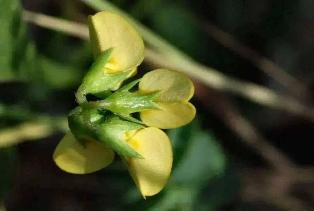 Prickly Caterpillar, Prickly Scorpions Tail , Scorpiurus muricatus, A Very Rare  Europian Legume, Great for kids to grow ! - Caribbean garden seed