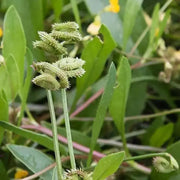 Prickly Caterpillar, Prickly Scorpions Tail , Scorpiurus muricatus, A Very Rare  Europian Legume, Great for kids to grow ! - Caribbean garden seed