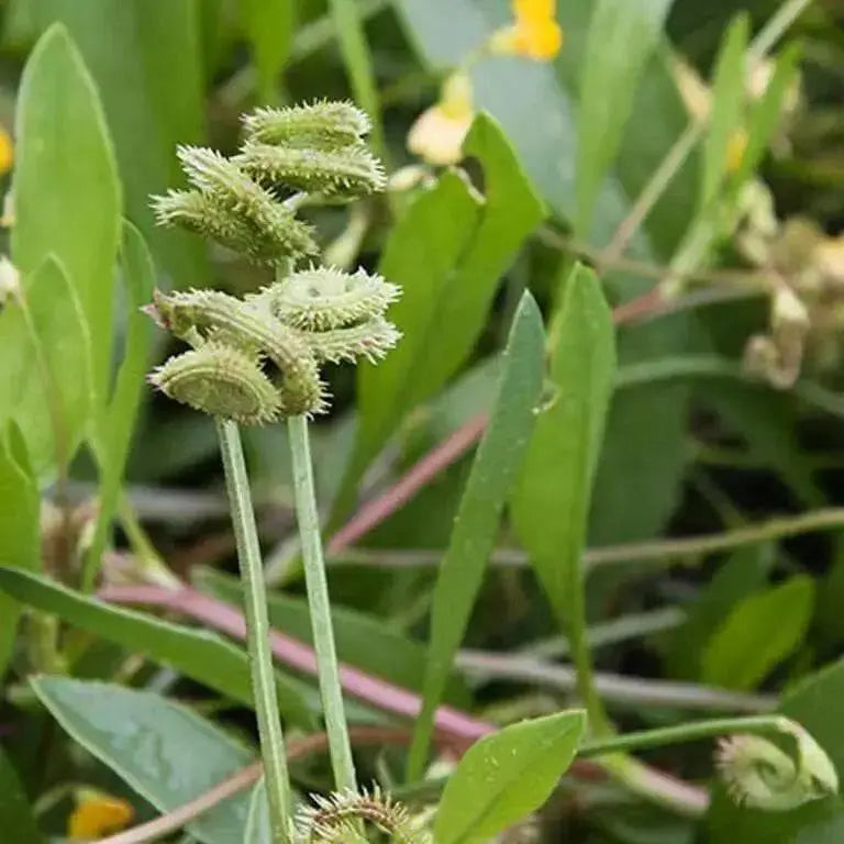 Prickly Caterpillar, Prickly Scorpions Tail , Scorpiurus muricatus, A Very Rare  Europian Legume, Great for kids to grow ! - Caribbean garden seed