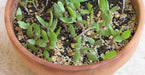 Prickly Pear ,CACTI SEEDS (Opuntia humifus ) Perennial. - Caribbean garden seed