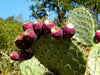 Prickly Pear ,CACTI SEEDS (Opuntia humifus ) Perennial. - Caribbean garden seed